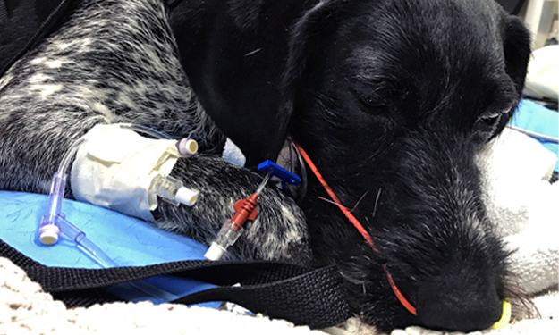 Veterinary Emergency/Critical care on an injured dog