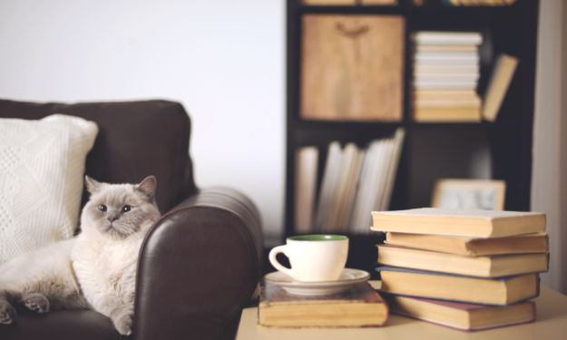 Cat sitting on couch surrounded by books.