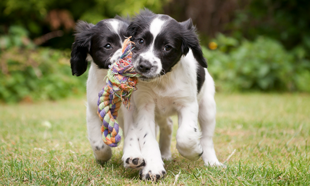 springer spaniel puppies playing with a rope toy